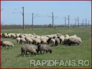 <<->> APASA pentru FOTO la dimensiunea mare <<->> <<->> 2007.04.14 Farul-RAPID (102) steaua
